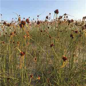 Glenn Sogge & Marco Lucchi - Hildegard Smiles download free